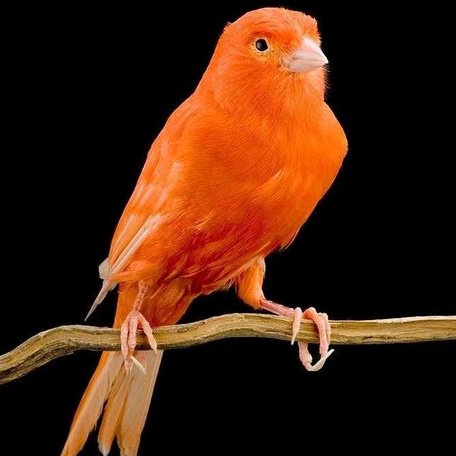 云空键萌宠企业店