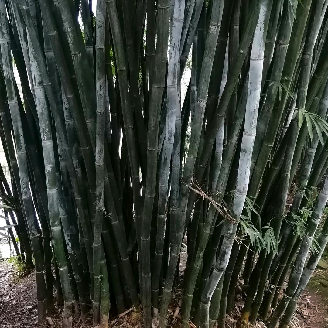 卿木香的味道