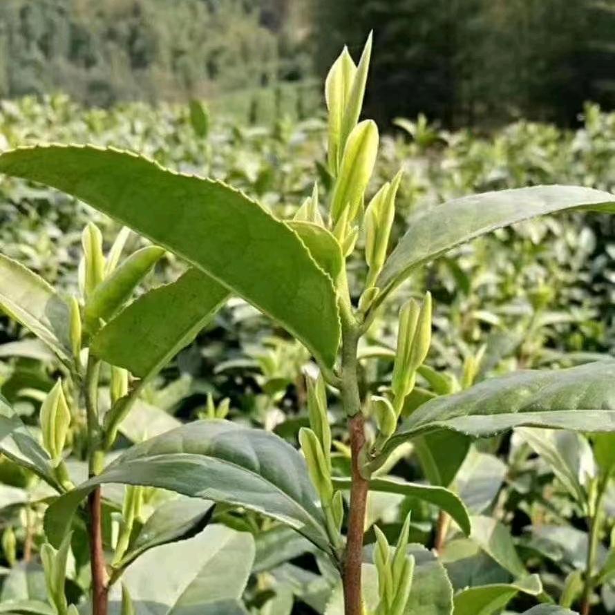 徽茗记茶叶旗舰店