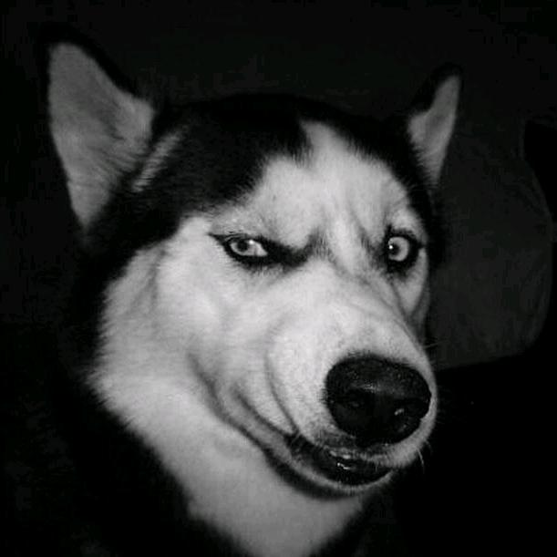 既然喜欢猫那就养只笨狗吧