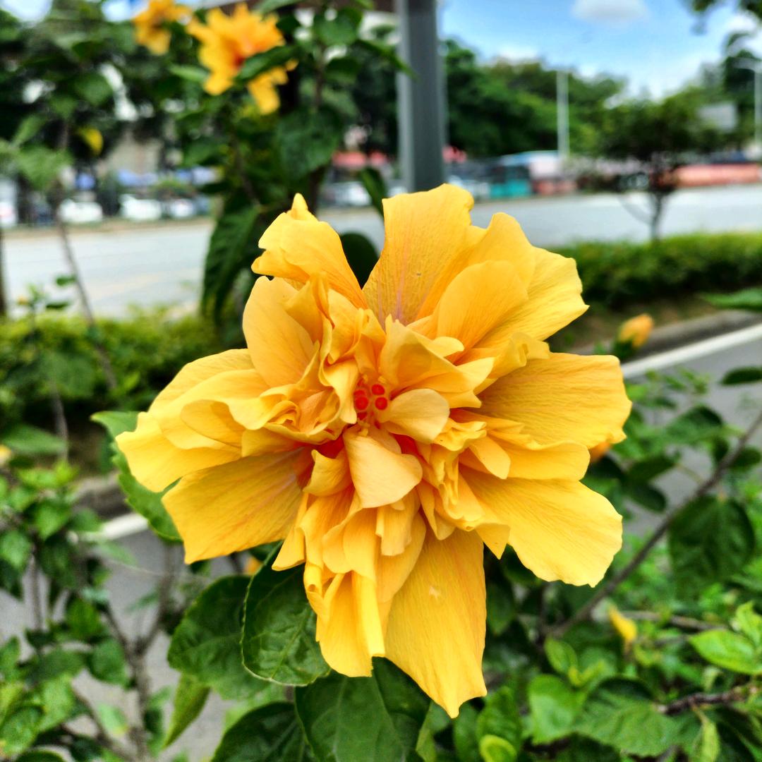 花雨