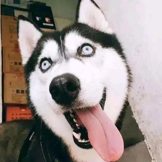 萌宠的世界