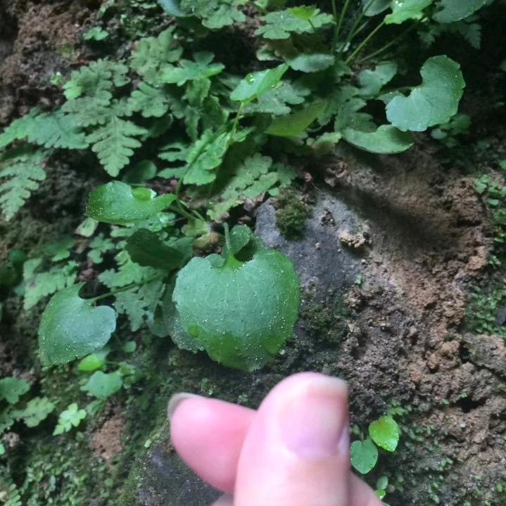 天门国贸佰纳cSq