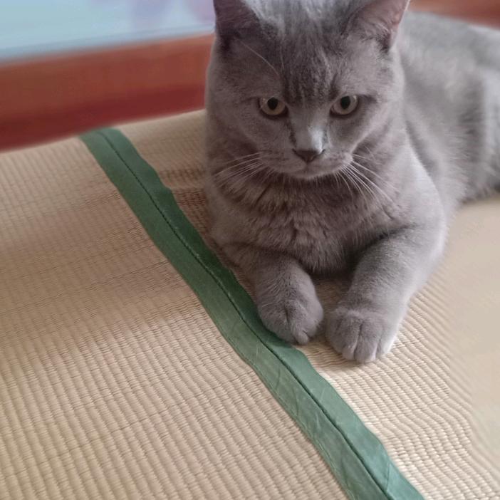空空狐狸
