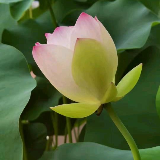 一颗树•春夏秋冬