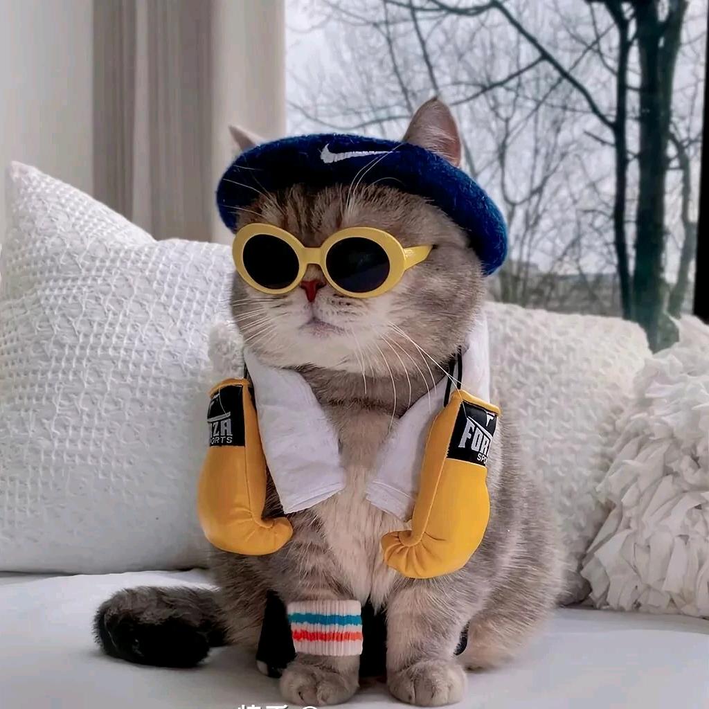老酒馆的猫