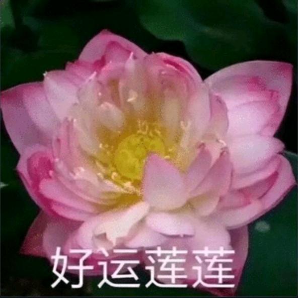 霞