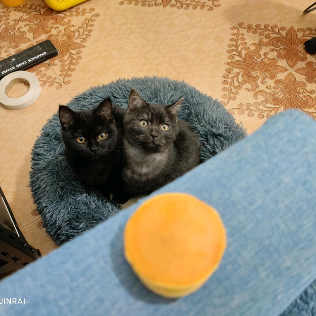 奥特曼打小怪兽呀