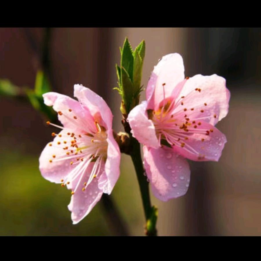 🌺往事随风
