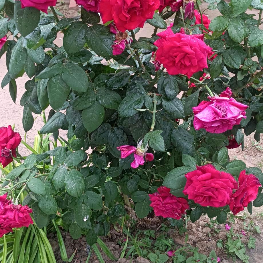 明天你会更美好