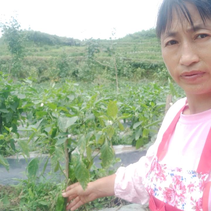刘敏