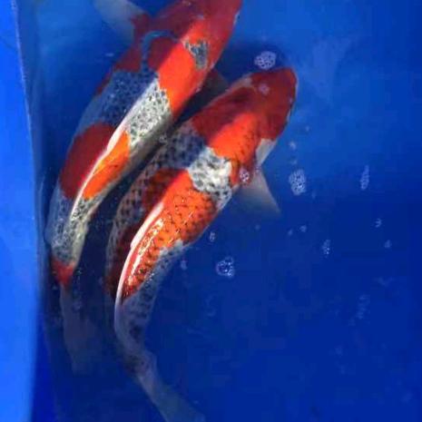 珠海斗门冰峰锦鲤养殖场