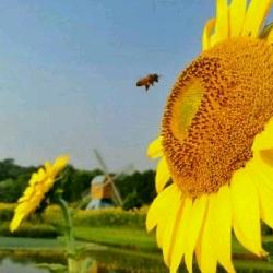 梦想飞扬