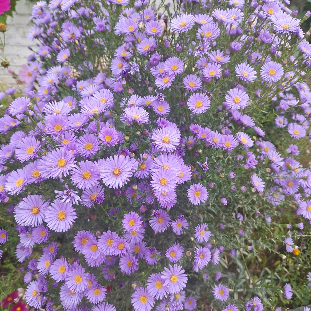 带刺的玫瑰_62017