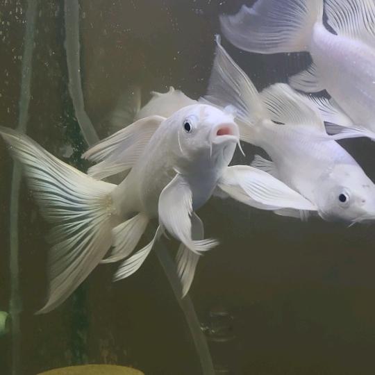 知者全无