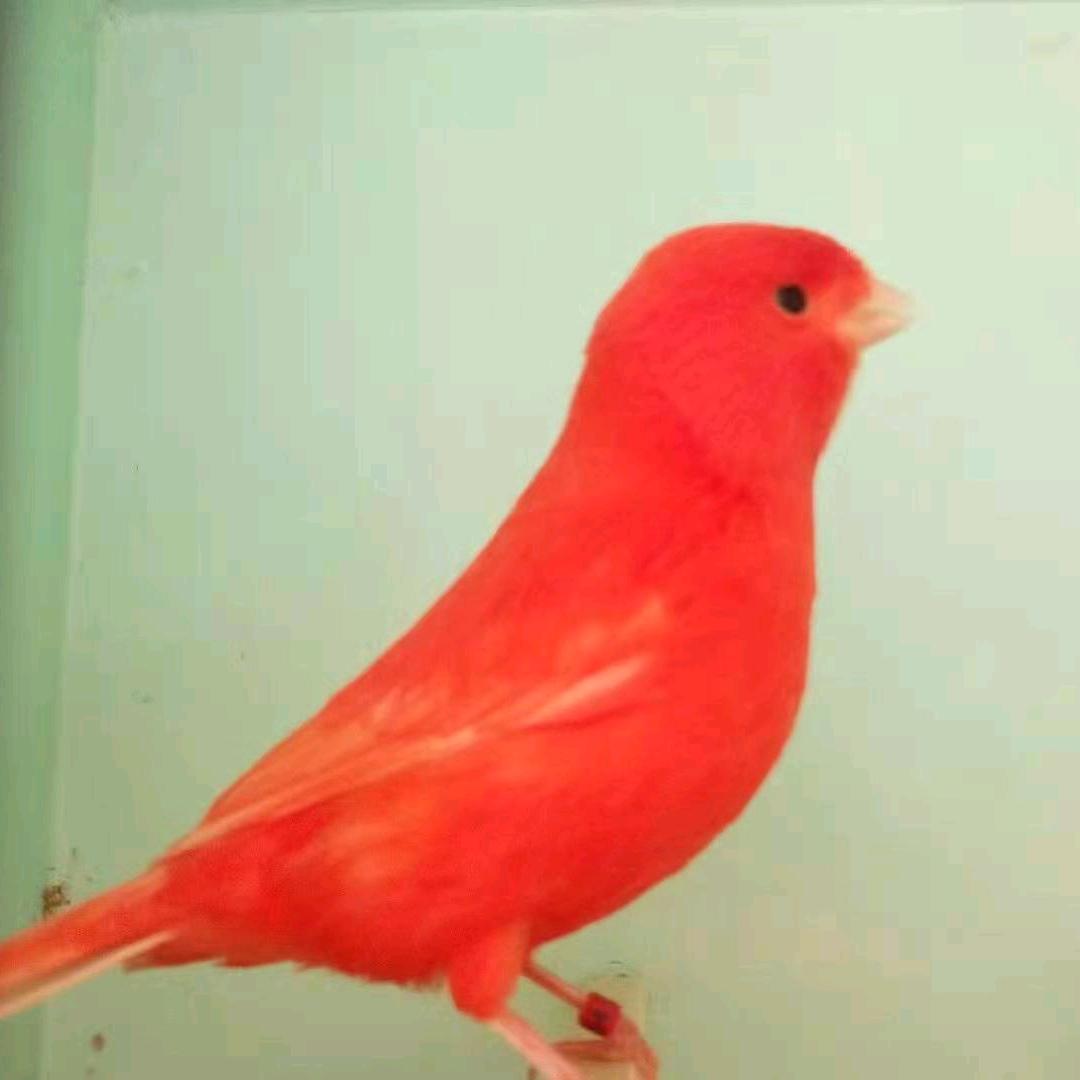 安丘-东升芙蓉鸟