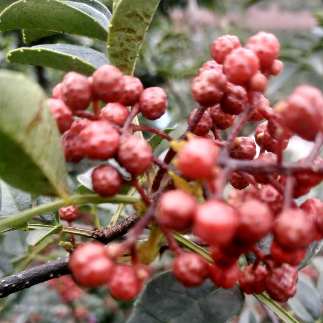 🥀⃟王ᩚৡWang້໌ᮨꦽ望᭨远方ꦾᩚ