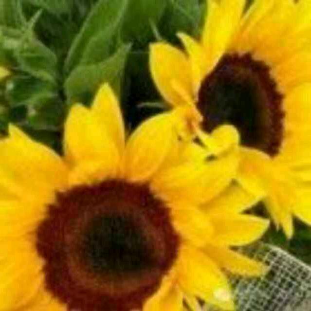 🌻心静如水