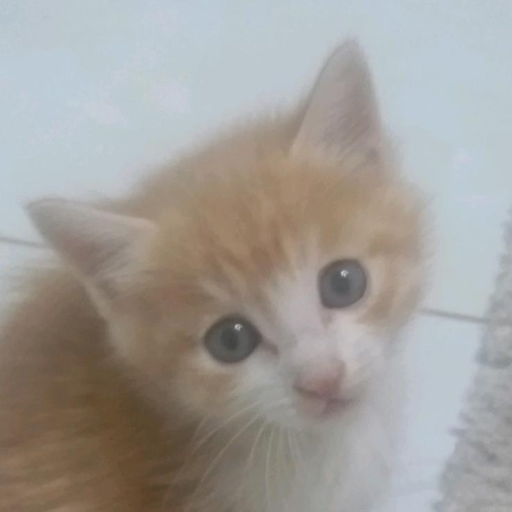 奶油是只喵星人！