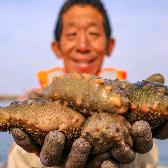 明品好海参