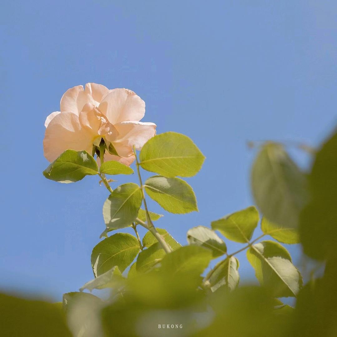 花开冬月