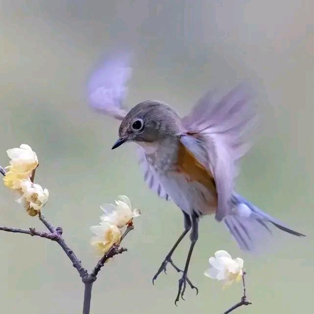 可以