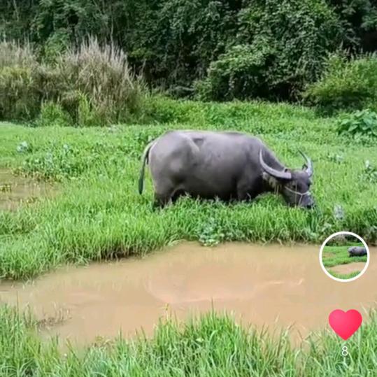 梅州放养水牛养殖