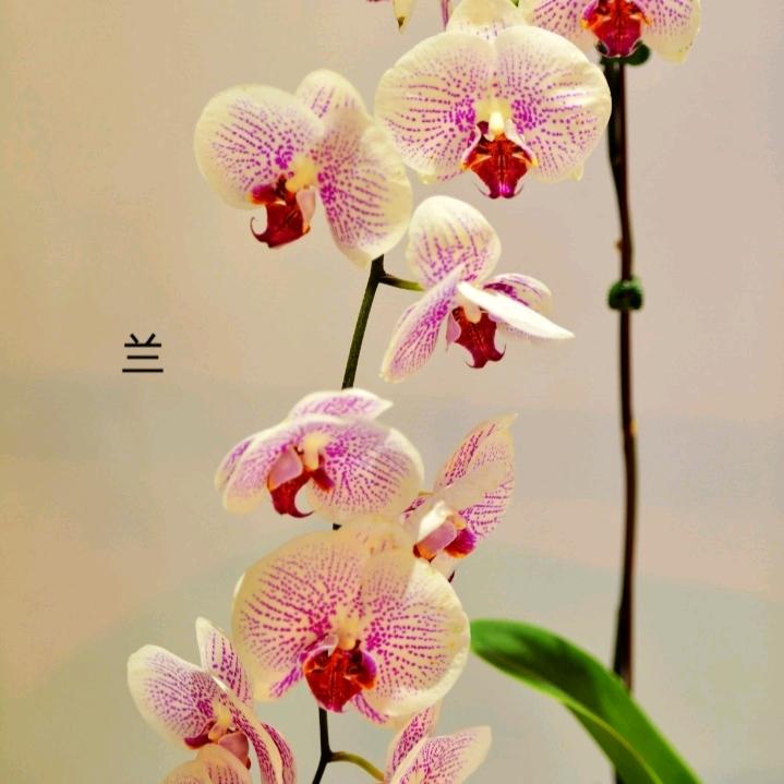 鱼多多🐠🐠🐠