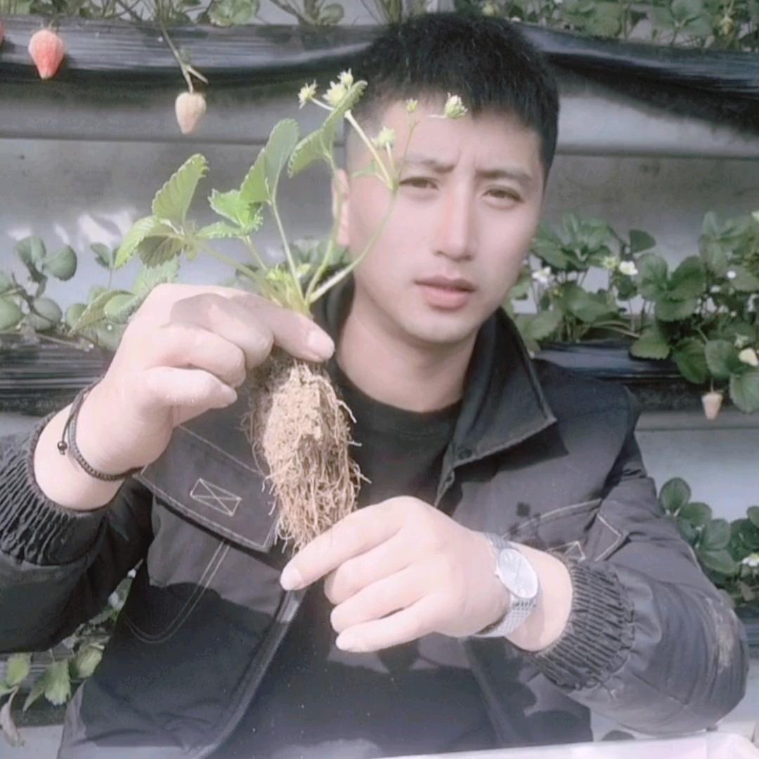 丹东东港草莓先生