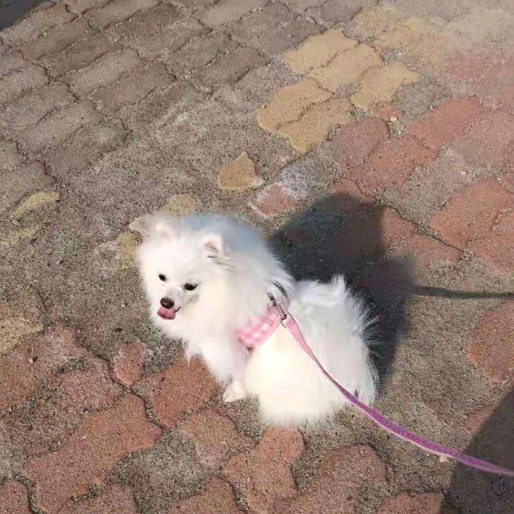 毛蛋