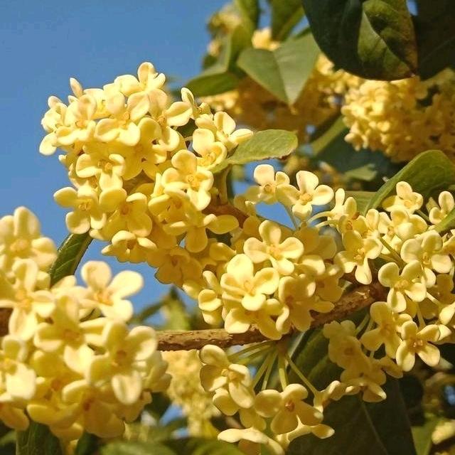 桂花飘香
