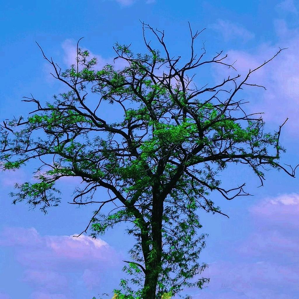荣耀