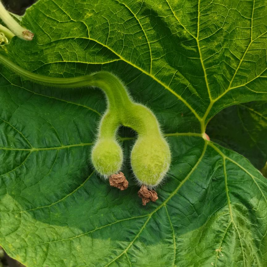 福芦源