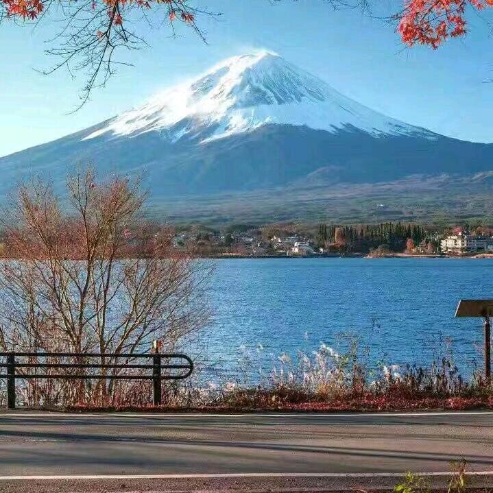 枫叶
