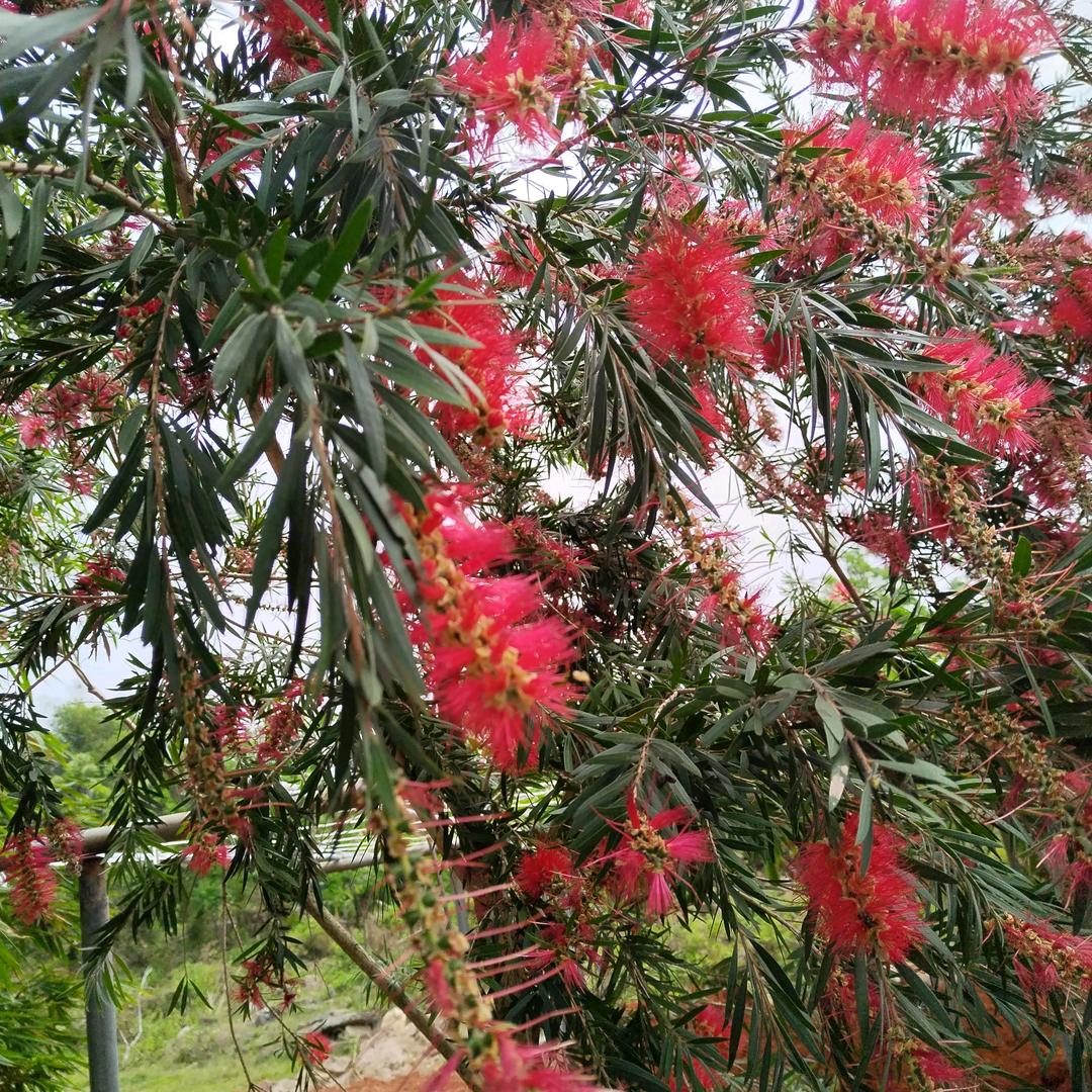 😁布吉岛