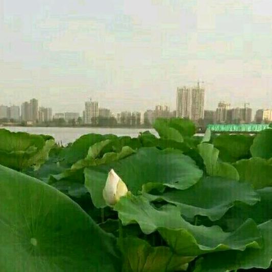 【王蓉！🌻】🎶