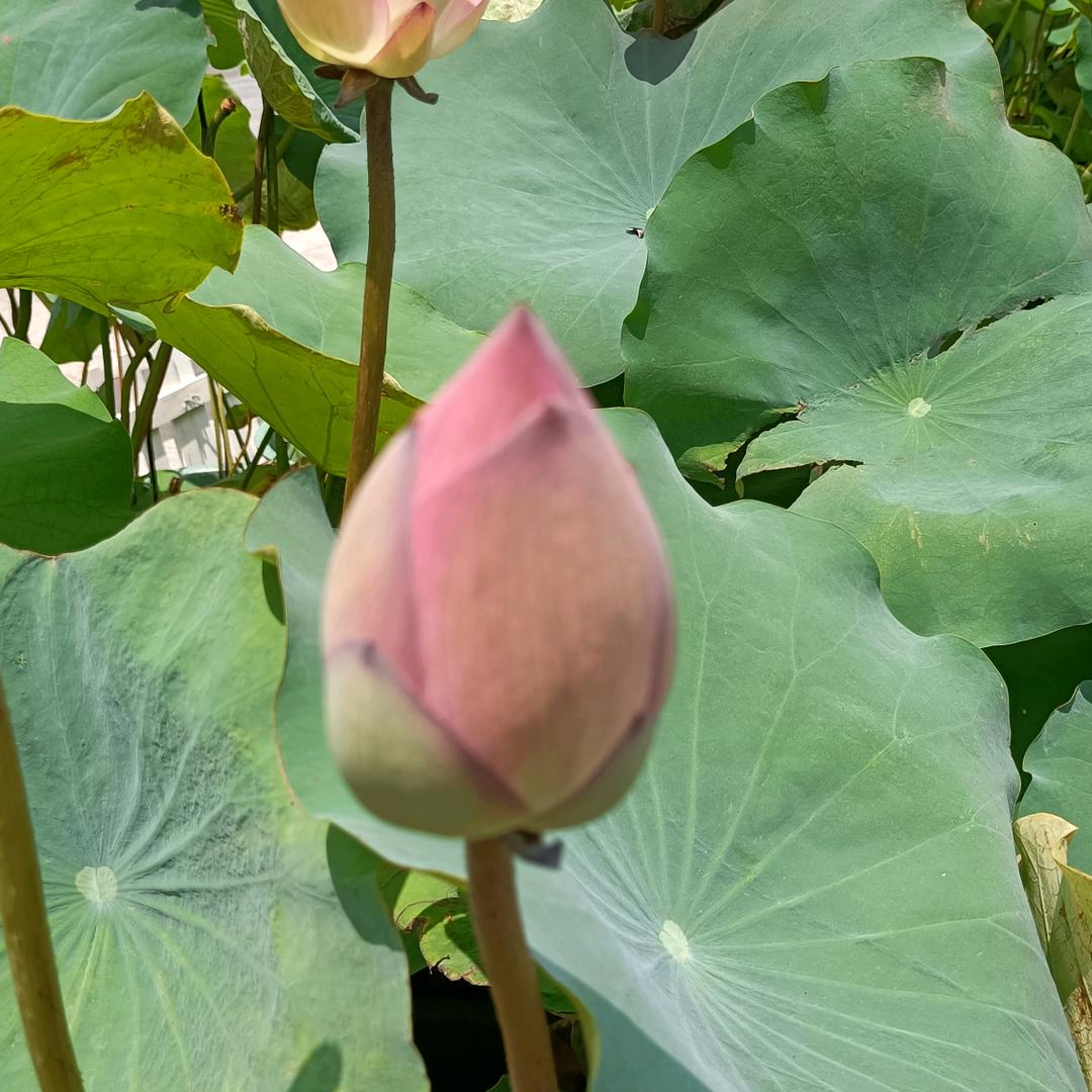 小虹
