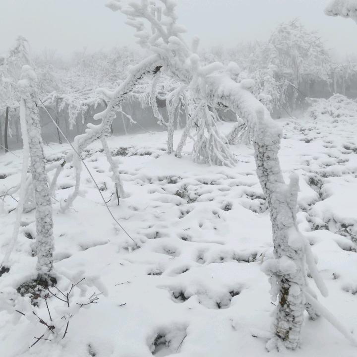 无欲无心