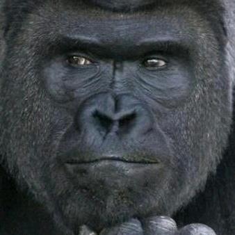 皮皮🐶的爹（偶尔兼美🐶日吹私密的爹）