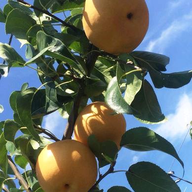 月庄村北地台湾蜜梨秋月梨採摘园