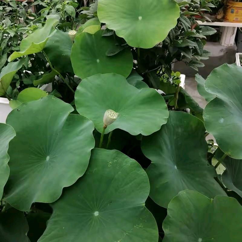 临潼 胡子