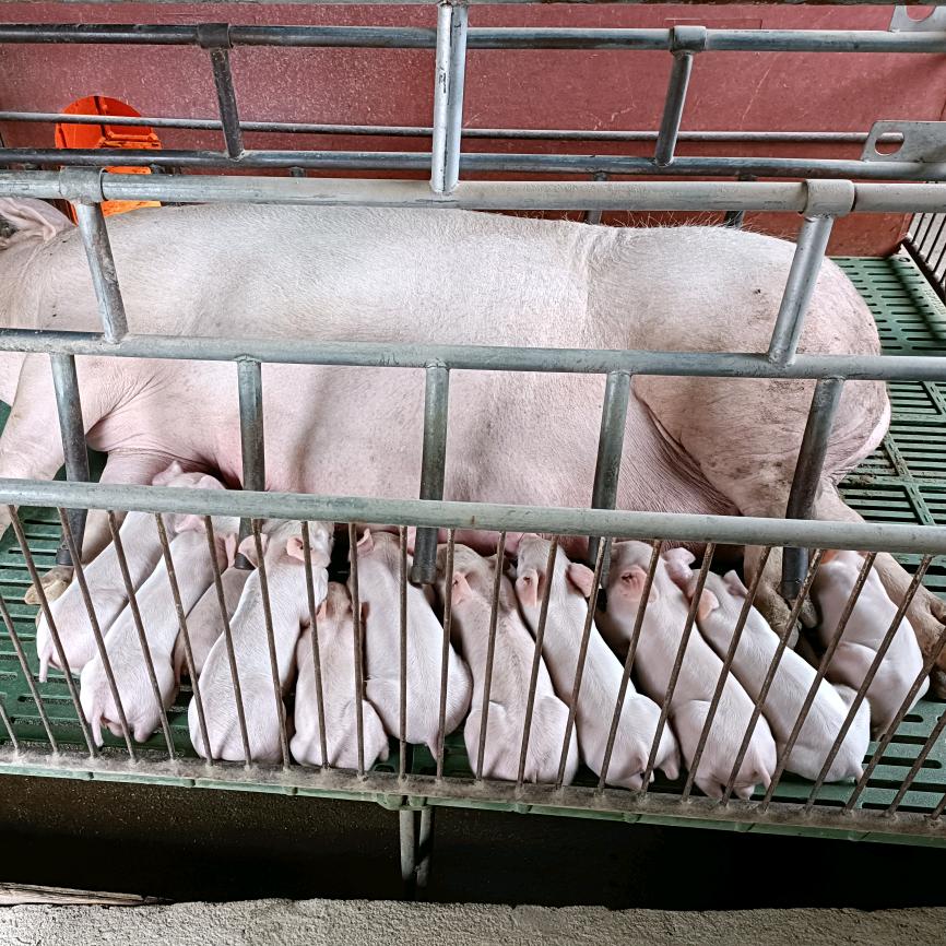 养猪人