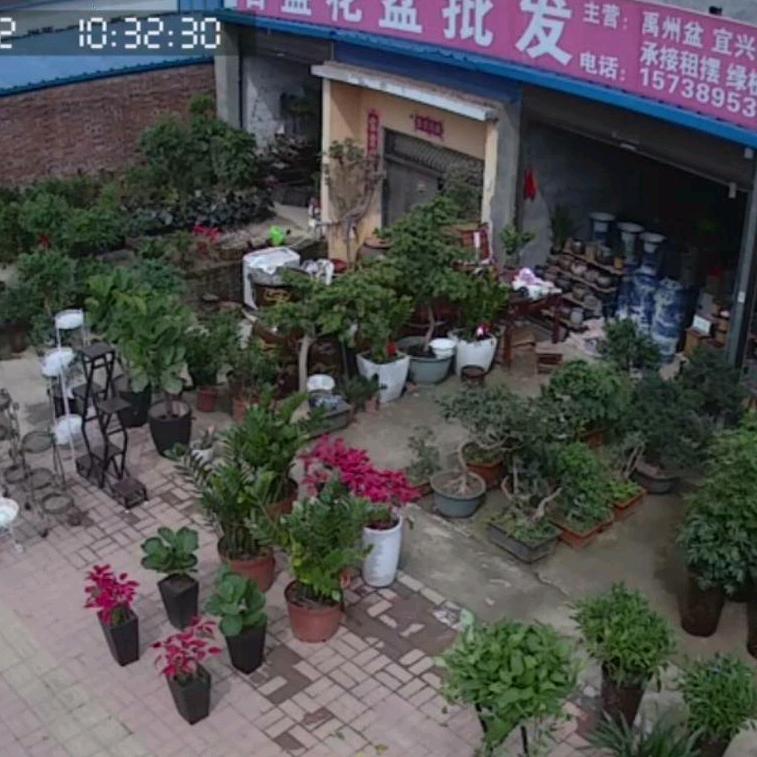 新蔡县百盛花卉店