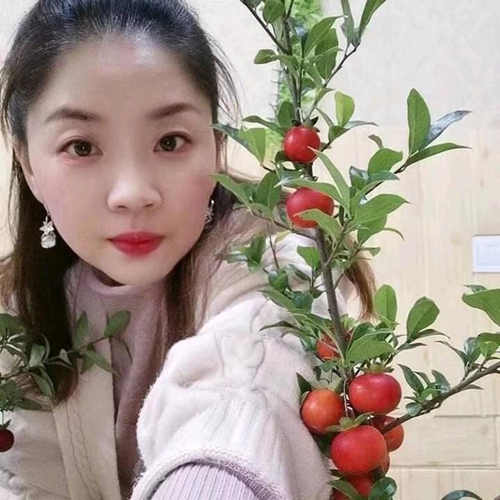 春妹金弹子盆景