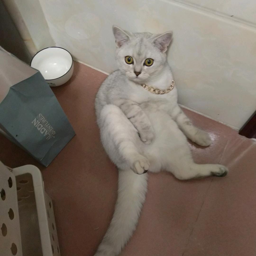 小鹿酱