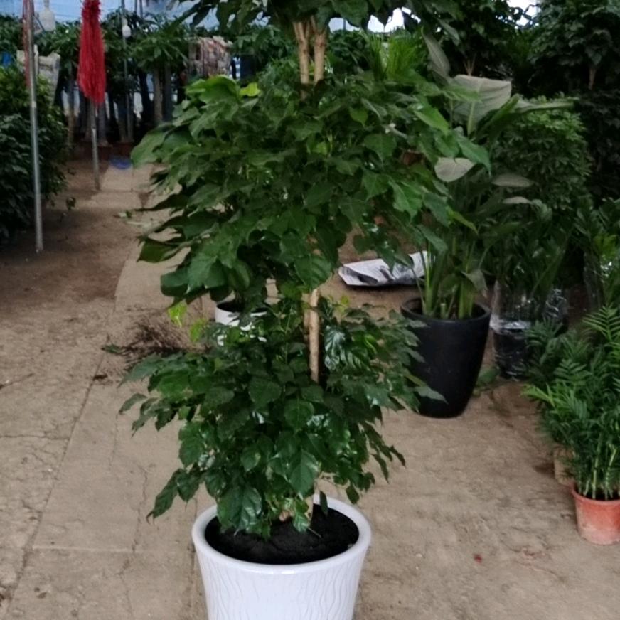 新河镇蓝馨苗木经营部