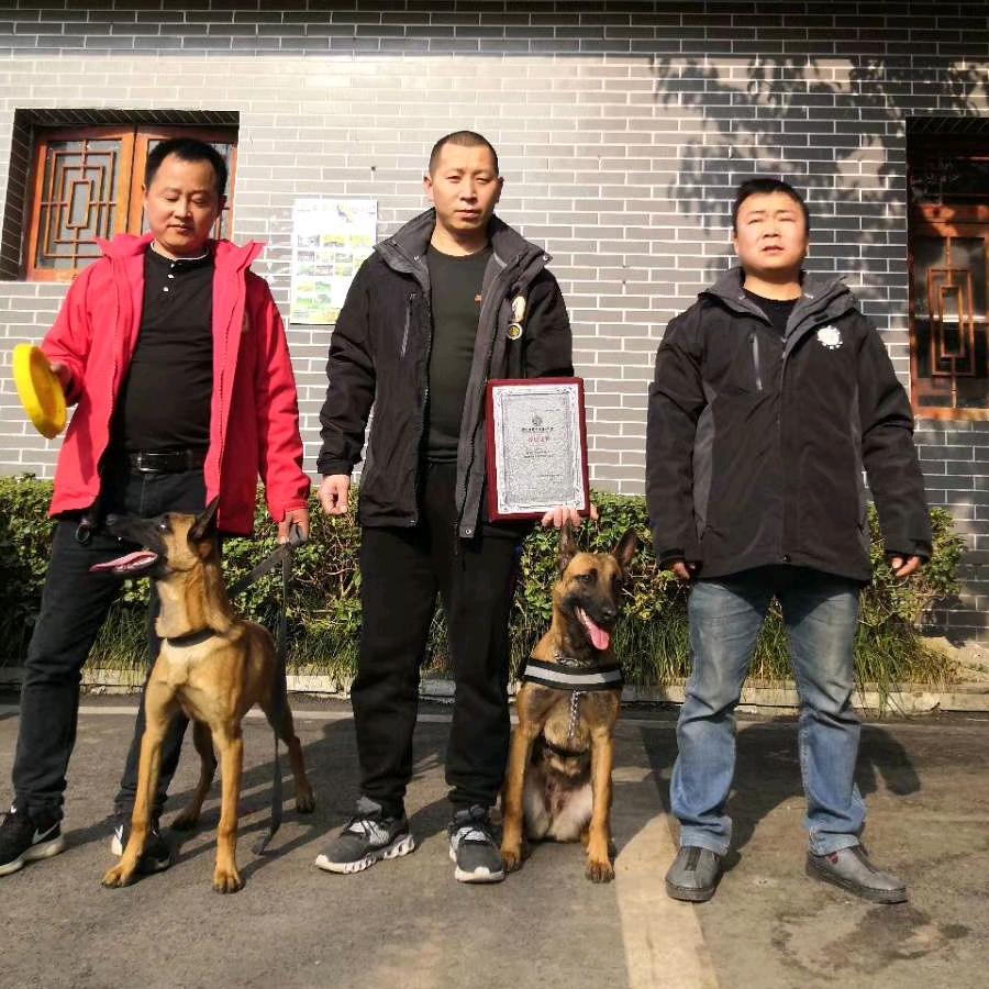 神龙护卫犬-小虎