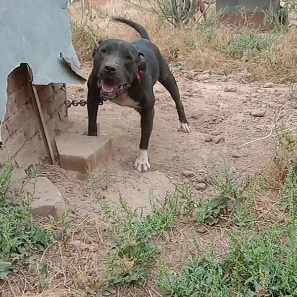 沧州老高金鹏比特犬庄园