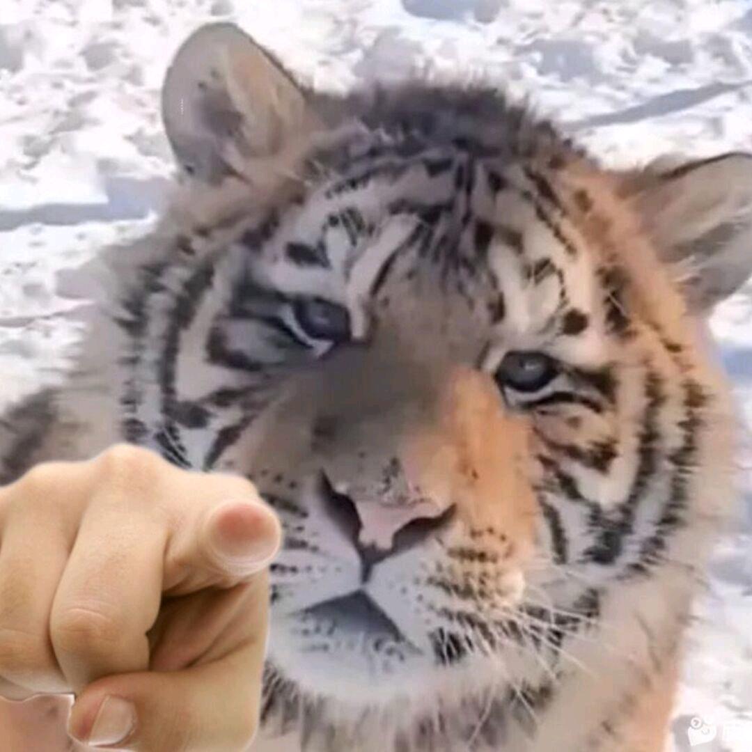 蓝烟玲