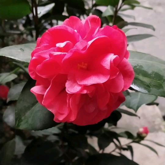 花开富贵🌹🌹